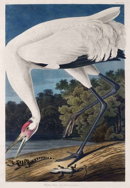 Grulla Blanca de John James Audubon