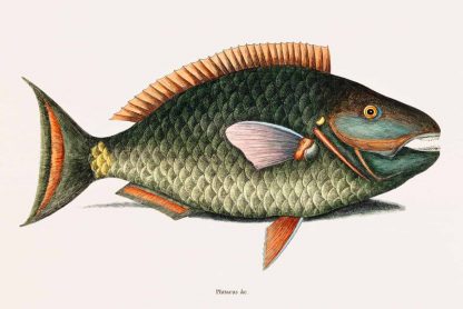 Parrot Fish (Psittacus Piscis Viridis)