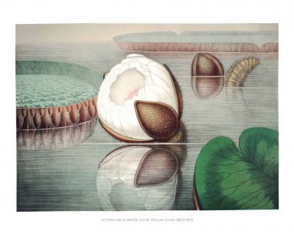 Chromolithographs of The Great Water Lily 2