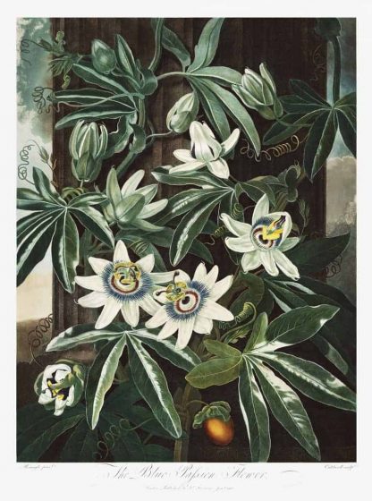The Passiflora Cerulea from The Temple of Flora