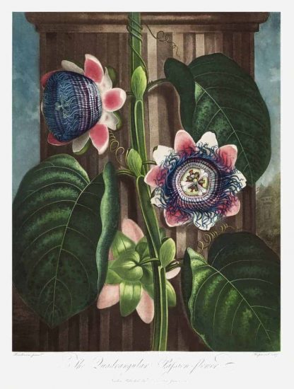 The Quadrangular Passion Flower from The Temple of Flora