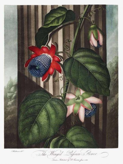 The Winged Passion-Flower from The Temple of Flora