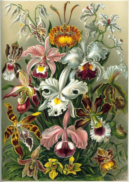 Orquídea (Orchidae)