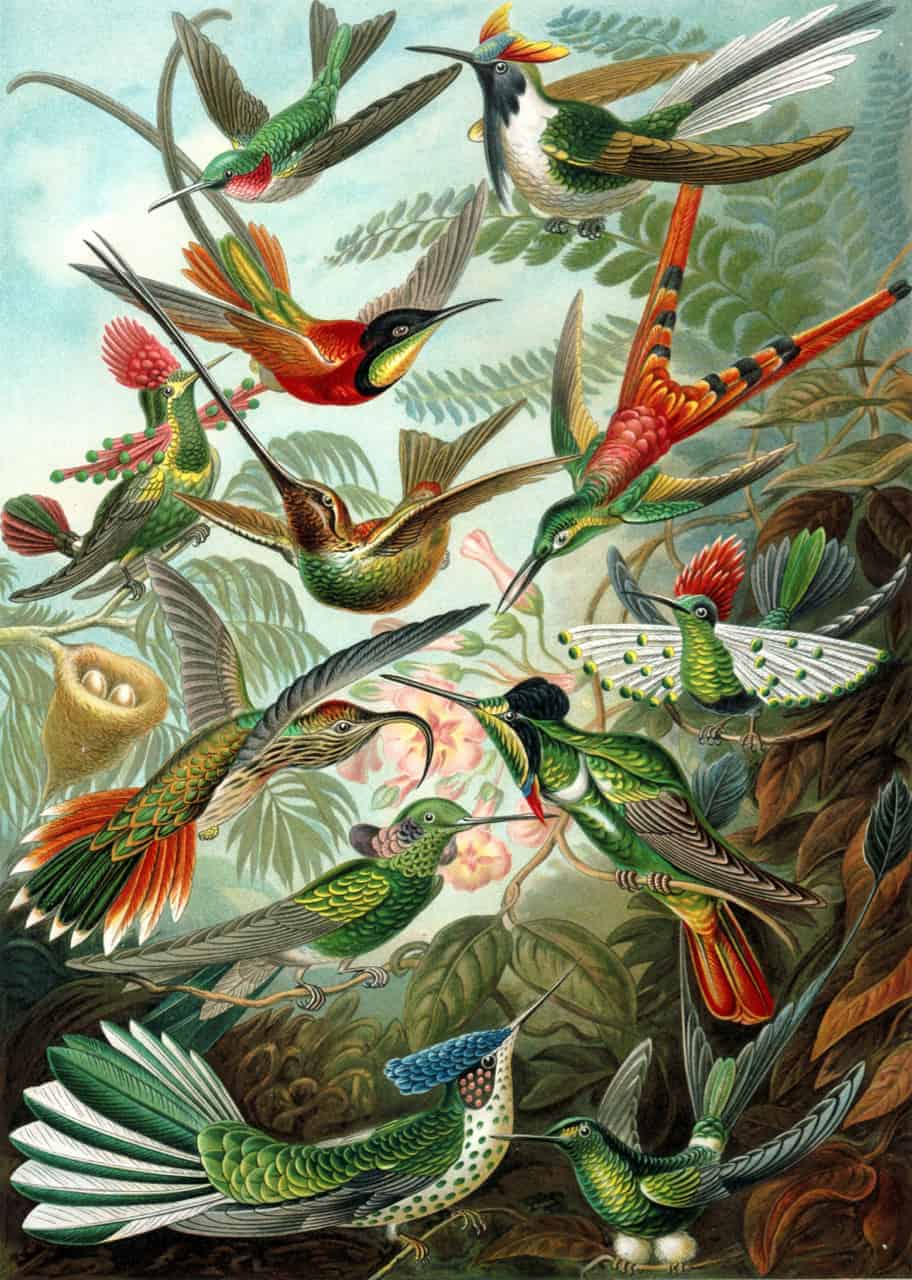 Hummingbirds (Trochilidae)