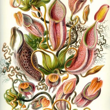 Nepenthes (Nepenthaceae)