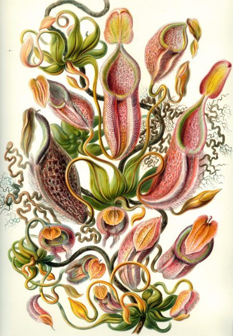 Nepenthes (Nepenthaceae)