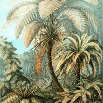 Ernst Haeckel Kunstformen der Natur