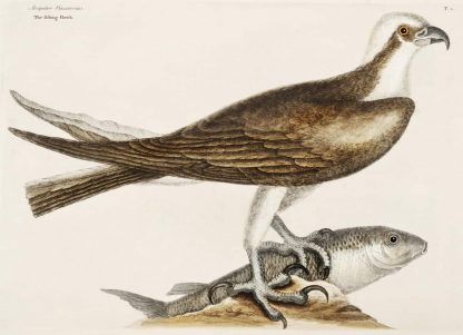 Halcón pescador (Accipiter piscatorius)