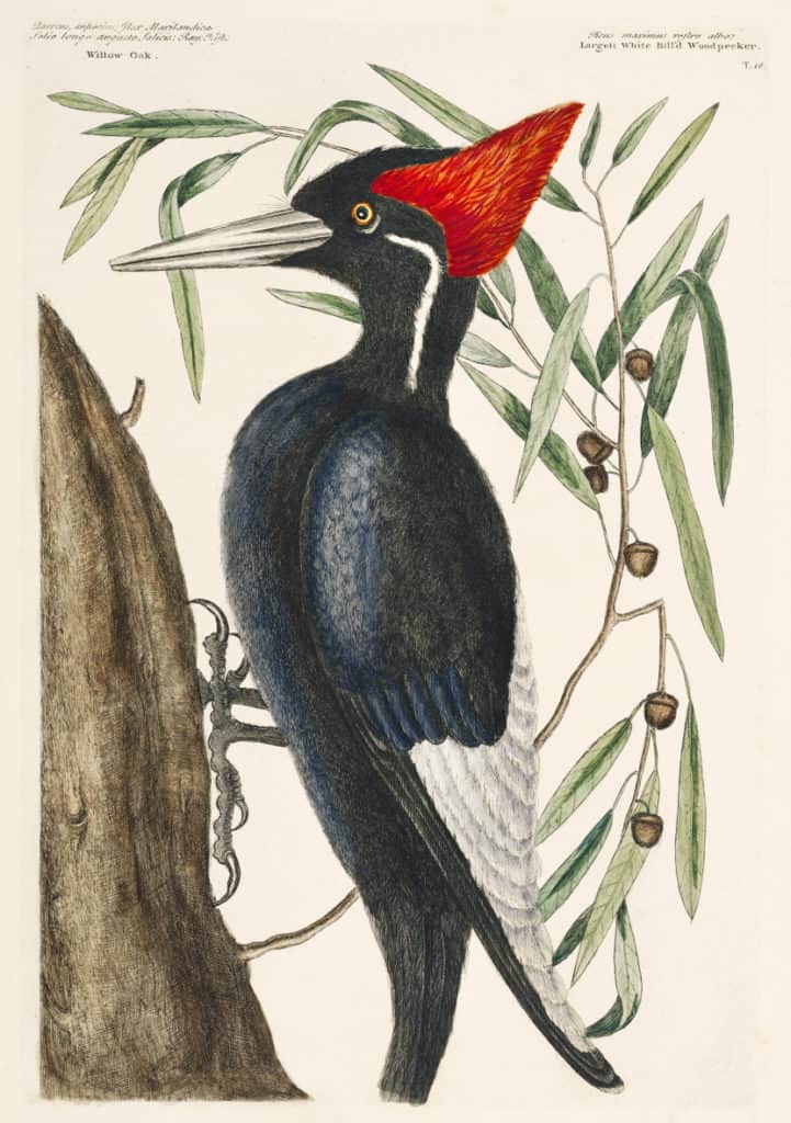 Ivory-billed Woodpecker (Campephilus principalis)