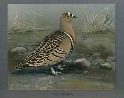 Lowes Sand Grouse
