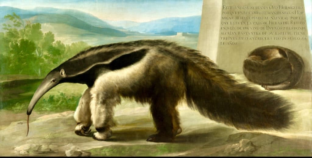 His Majesty’s Giant Anteater by Francisco de Goya?