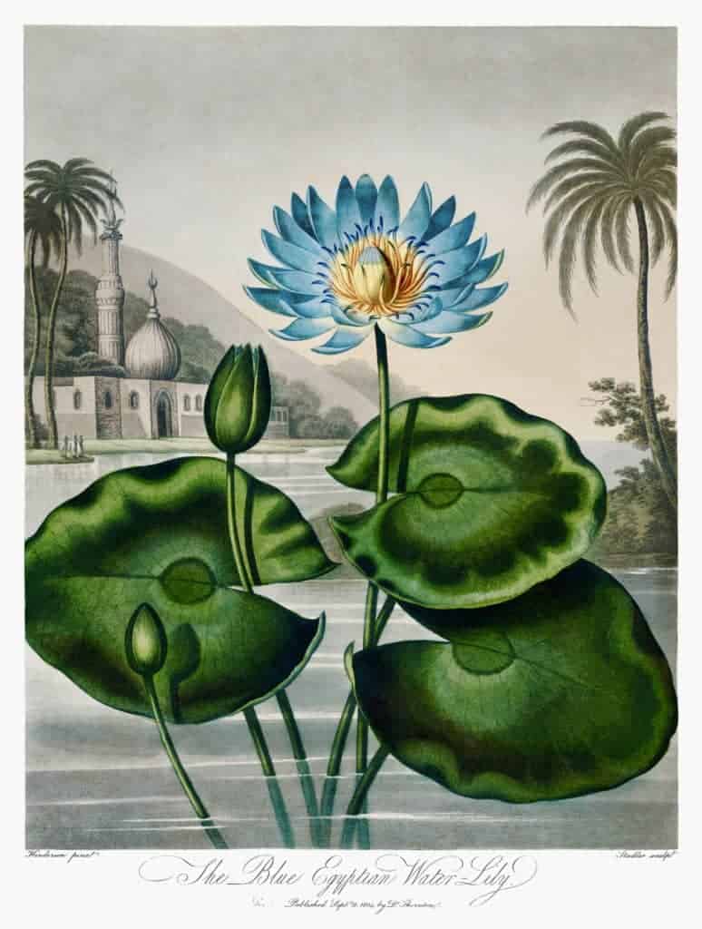 The Blue Egyptian Water Lily