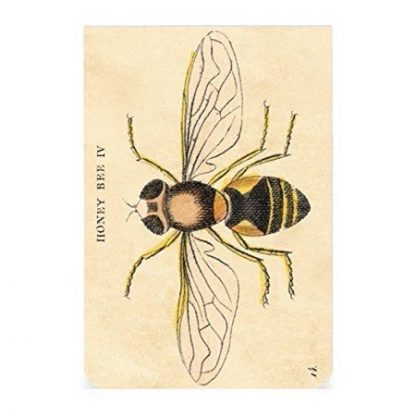 2 Pocket Notebooks Vintage insects Illustrations