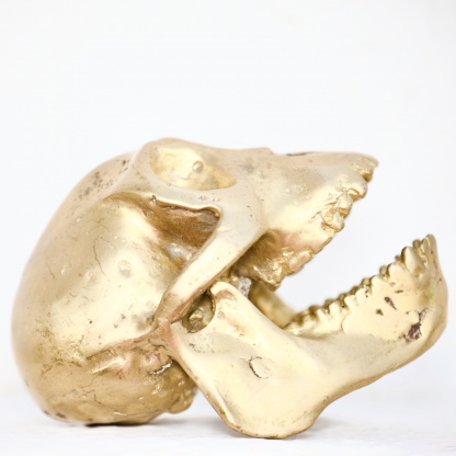 Bronce fundido de cráneo de Homínido