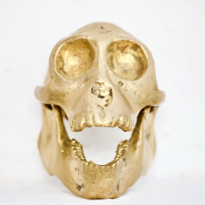 Cast Bronze of Hominoidea Skull