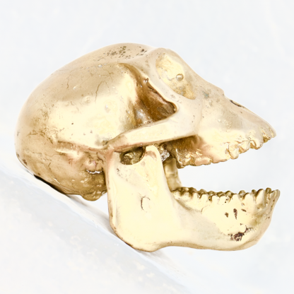 Cast Bronze of Hominoidea Skull