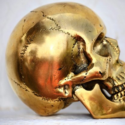 Bronce fundido Cráneo Homo Sapiens