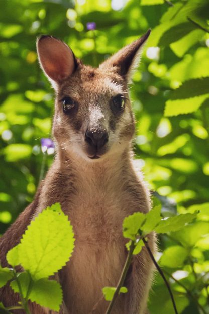 Curious Agile Wallaby